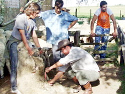 Manejo de lanares en la encarnerada: Revisión de carneros y vientres