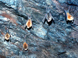 Campaña contra Rabia Paralítica