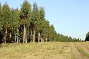 Excelente nivel de exportaciones en el sector forestal