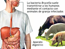 Veterinarios interesados en mejorar campaña contra brucelosis