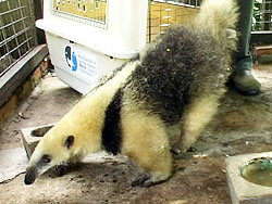 Oso hormiguero encontrado en Rivera fue llevado a M’Bopicuá en Fray Bentos