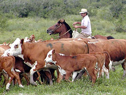 Intentarán campaña mundial contra Fiebre Aftosa