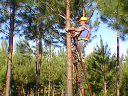 ANEP y UDELAR formarán a jóvenes para trabajar en industria forestal