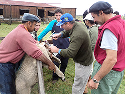 Jornada de Sanidad Ovina