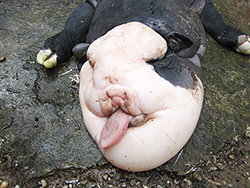 Curioso ternero nació en establecimiento rural de la Octava Sección