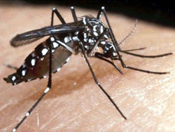 Presentación del trabajo sobre el mosquito Aedes Aegypti