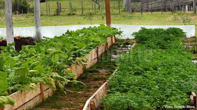 Invernáculo dentro del predio del Polo de Desarrollo Agropecuario de Rivera